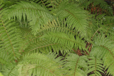 Polystichum aculeatum RCP9-06_047.JPG